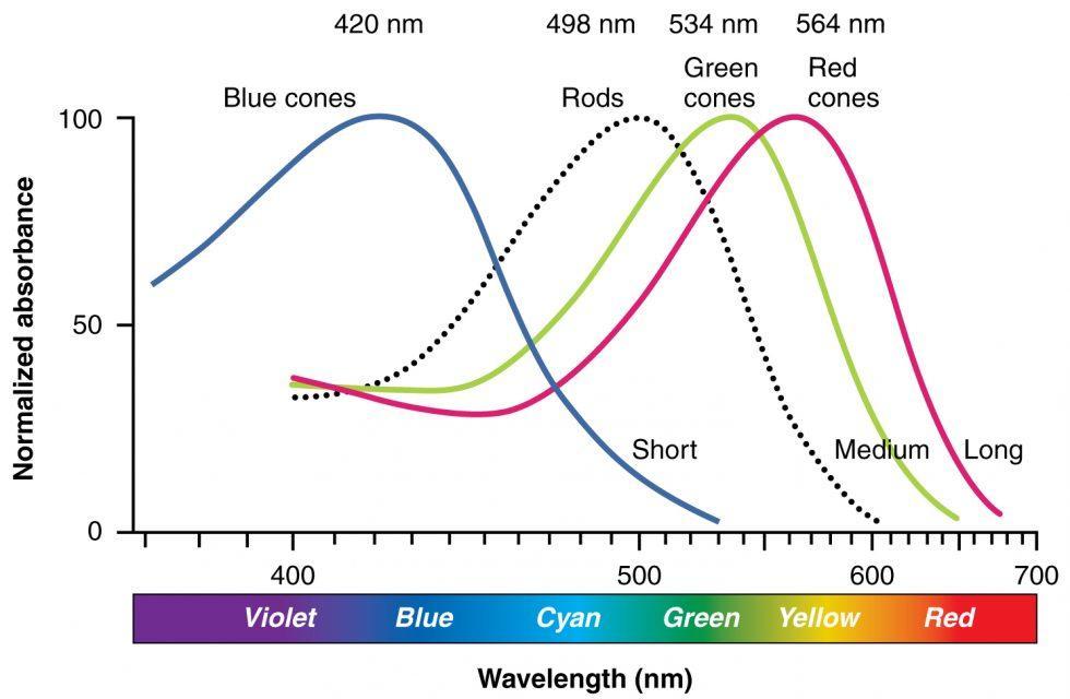 Quelle est l’unité de l’absorbance ?