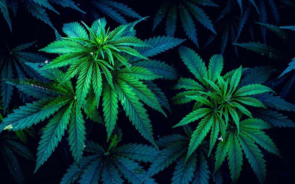 Les différentes formes de CBD disponibles en boutique